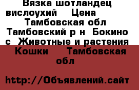 Вязка шотландец вислоухий  › Цена ­ 1 000 - Тамбовская обл., Тамбовский р-н, Бокино с. Животные и растения » Кошки   . Тамбовская обл.